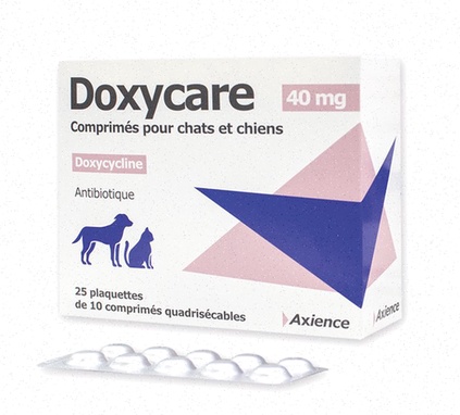 antibiotique intestinal