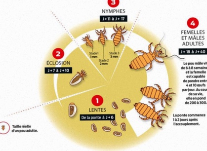 traitement anti poux generique